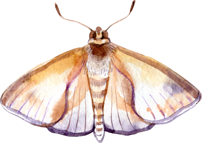 Watercolor moth butterfly illustration. Halloween insect