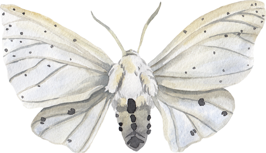 Pearl moth butterfly watercolor illustration